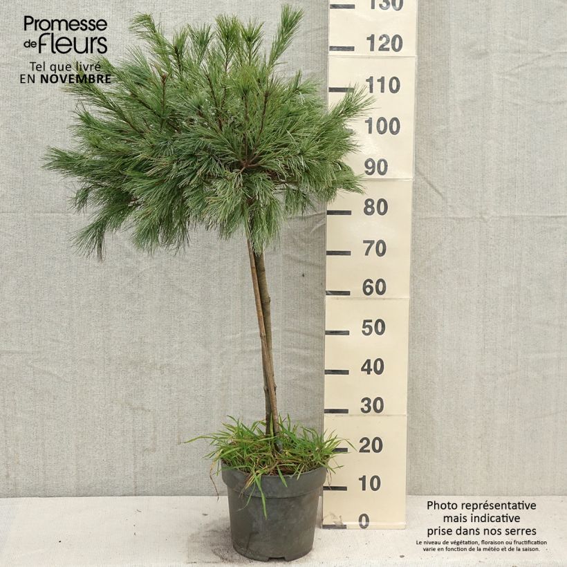 Esemplare di Pinus strobus Mary Butler - Pino strobo Vaso da 7,5L/10L come consegnato in autunno