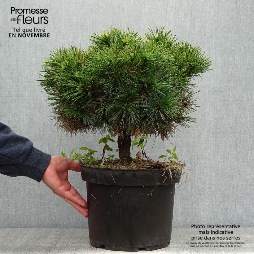 Esemplare di Pinus strobus Minuta - Pino strobo Vaso da 7,5L/10L come consegnato in autunno