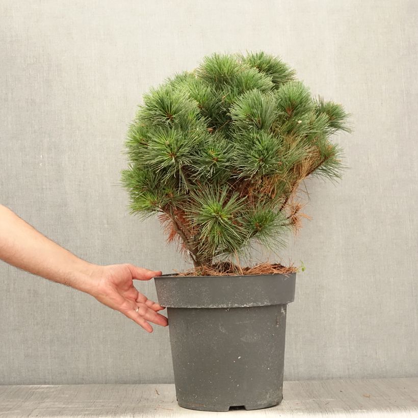 Esemplare di Pinus strobus Secrest - Pino strobo Pezzo consegnato in estate