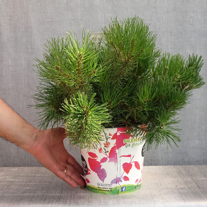 Esemplare di Pinus mugo mughus Vaso da 4L/5L consegnato in estate