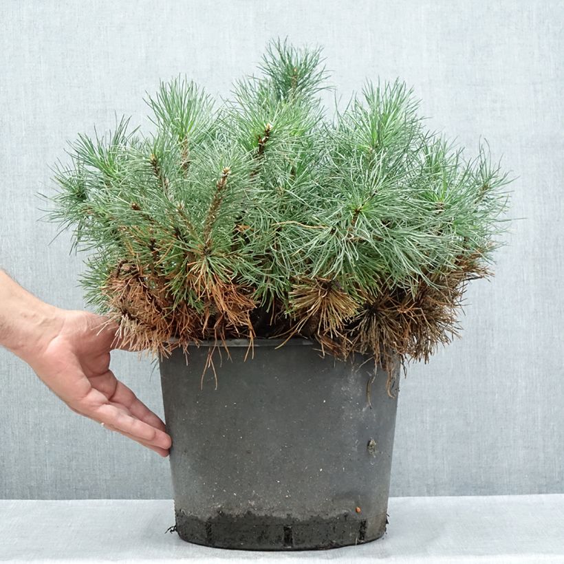 Esemplare di Pinus mugo mughus Vaso da 7,5L/10L consegnato in estate