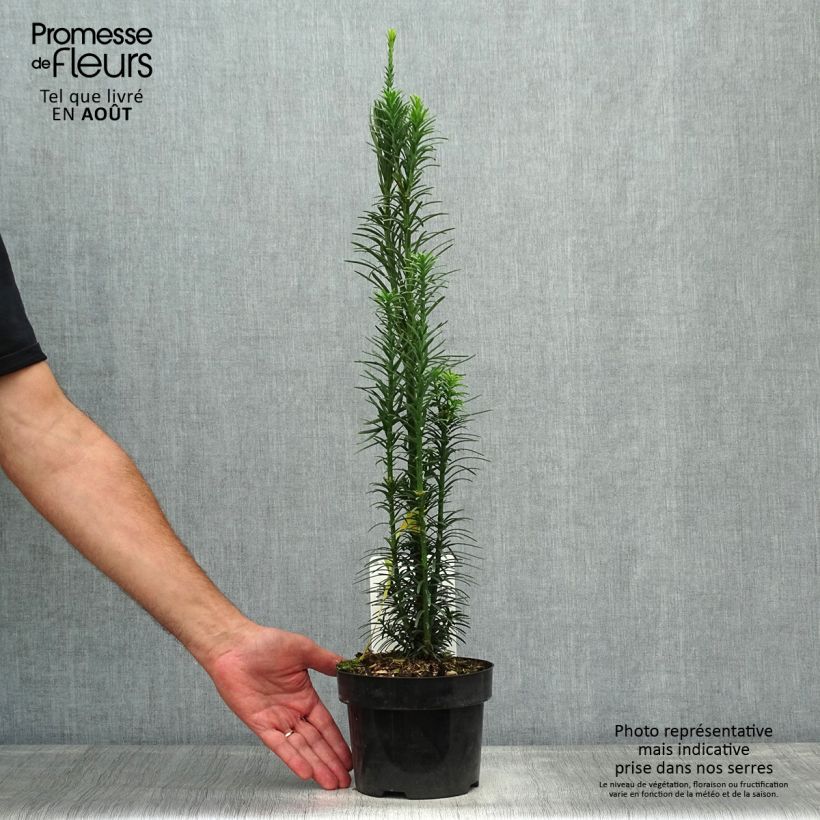Esemplare di Cephalotaxus harringtonia Fastigiata Vaso da 2L/3L consegnato in estate