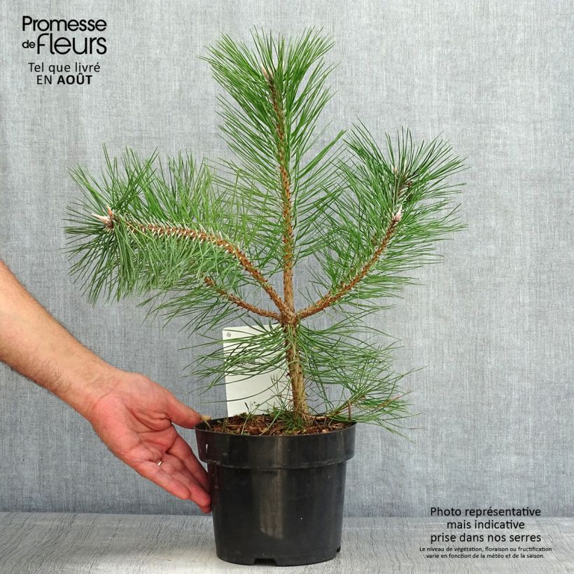 Esemplare di Pinus nigra nigra Vaso da 2L/3L consegnato in estate