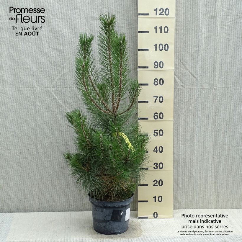 Esemplare di Pinus nigra nigra Vaso da 7,5L/10L consegnato in estate