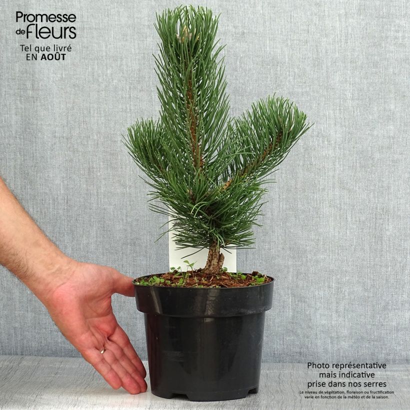 Esemplare di Pinus nigra Oregon Green Vaso da 2L/3L consegnato in estate