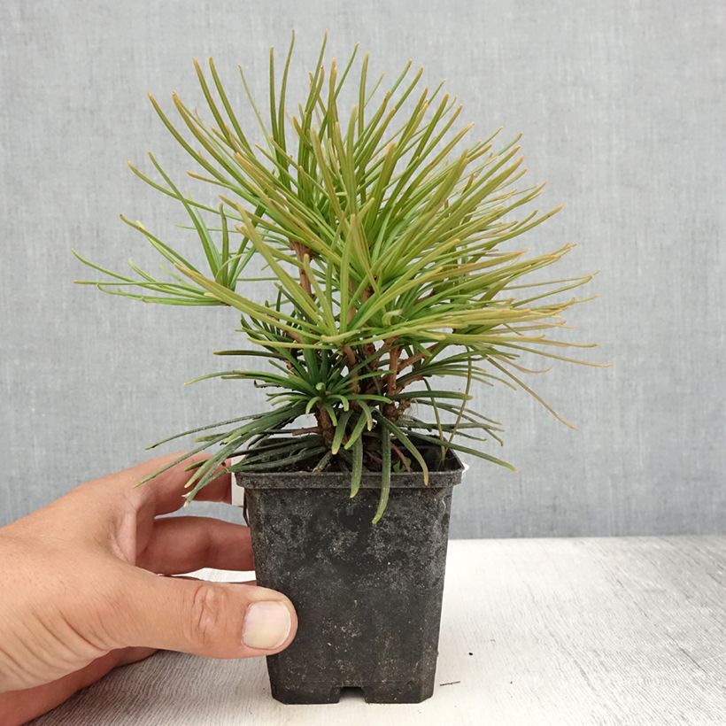 Esemplare di Sciadopitys verticillata Vasetto da 8/9 cm consegnato in estate
