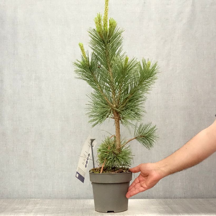 Esemplare di Pinus flexilis Vanderwolfs Pyramid Vaso da 2L/3L consegnato in estate