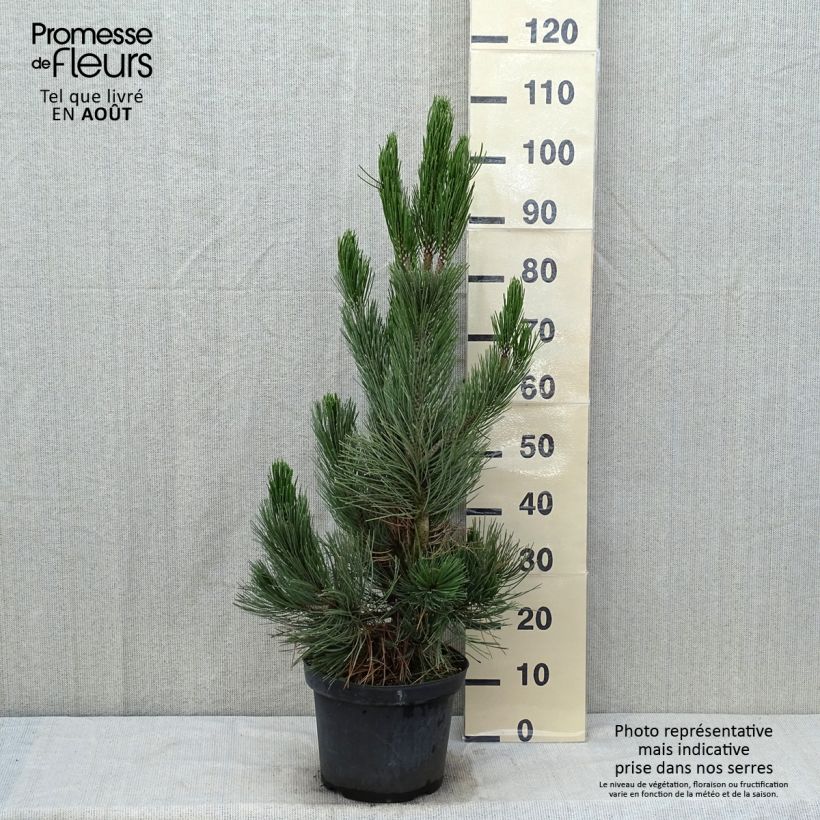 Esemplare di Pinus heldreichii Satellit Vaso da 7,5L/10L consegnato in estate