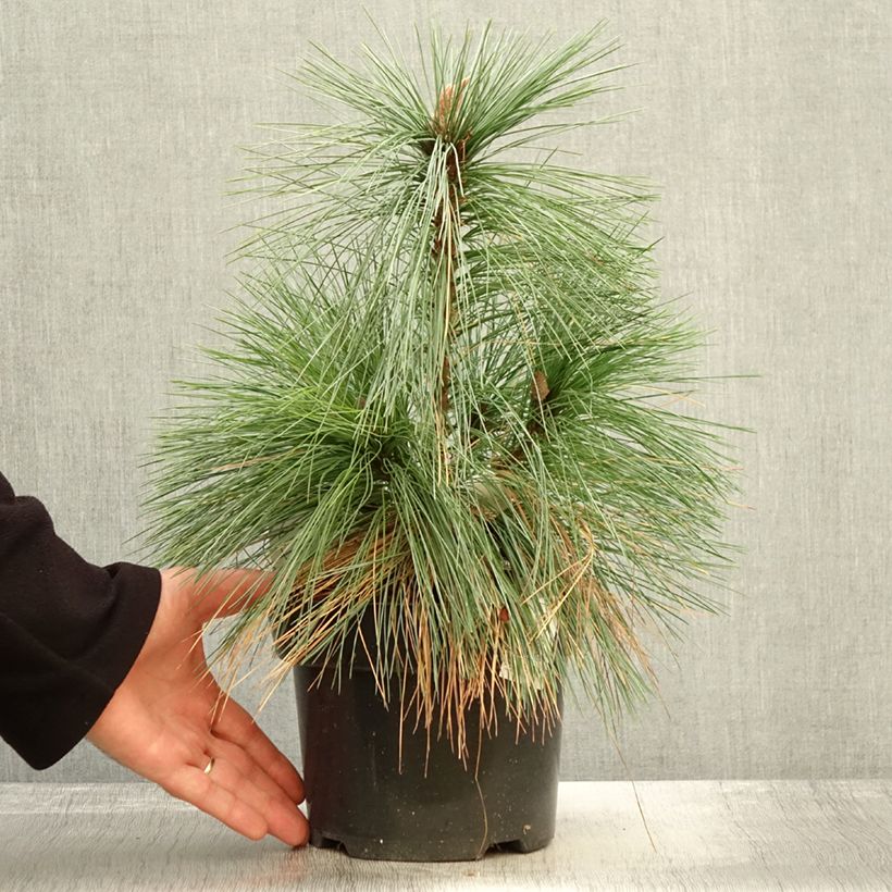 Esemplare di Pinus schwerinii Wiethorst Vaso da 2L/3L come consegnato in autunno
