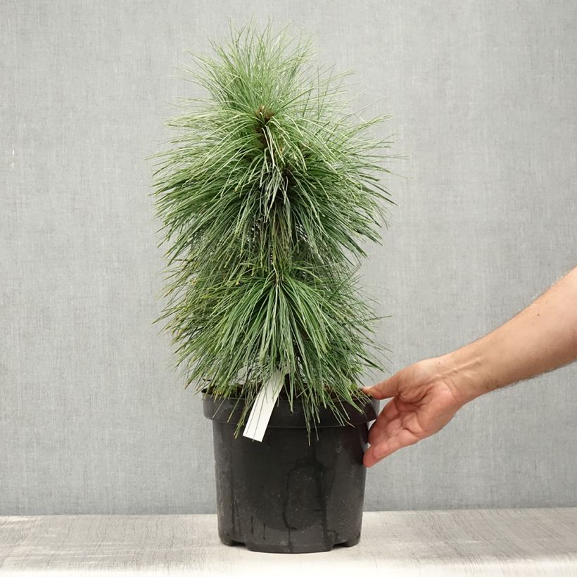 Esemplare di Pinus schwerinii Wiethorst Vaso da 7,5L/10L consegnato in estate