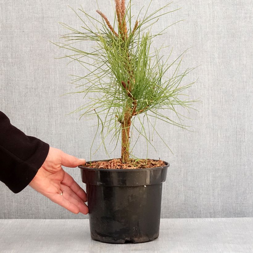 Pinus ponderosa - Pino giallo Vaso da 3L/4L esemplare consegnato in inverno