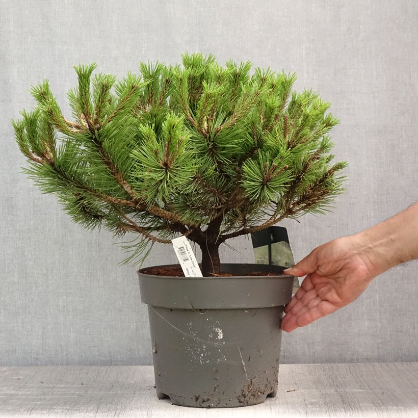 Esemplare di Pinus densiflora Low Glow Vaso da 7,5L/10L consegnato in estate