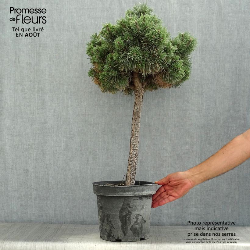 Esemplare di Pinus sylvestris Doone Valley - Pino silvestre Vaso da 7,5L/10L consegnato in estate
