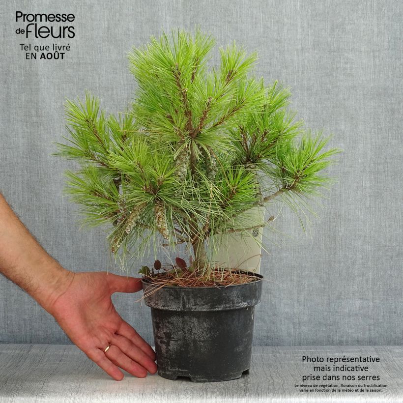 Esemplare di Pinus strobus Blue Shag - Pino strobo Vaso da 2L/3L consegnato in estate