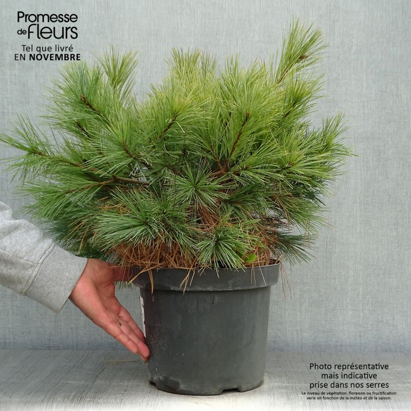 Esemplare di Pinus strobus Blue Shag - Pino strobo Vaso da 7,5L/10L come consegnato in autunno