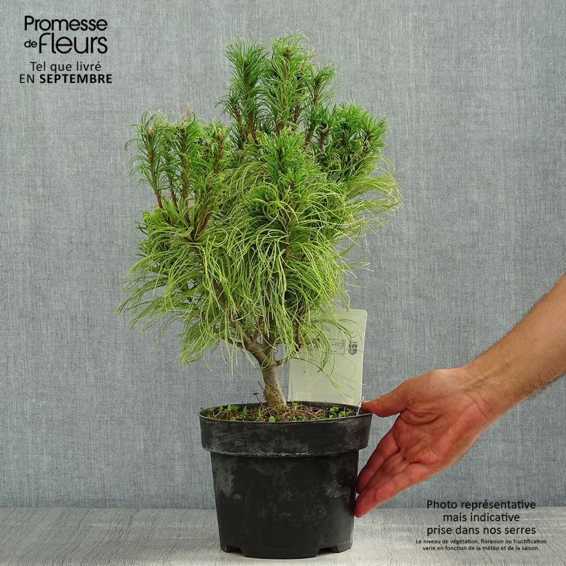 Esemplare di Pinus strobus Tiny Kurls - Pino strobo Vaso da 2L/3L consegnato in estate