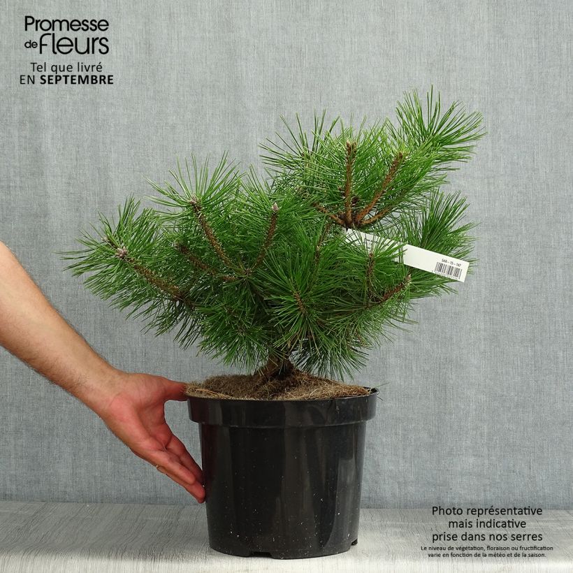 Esemplare di Pinus densiflora Jane Kluis Vaso da 7,5L/10L consegnato in estate