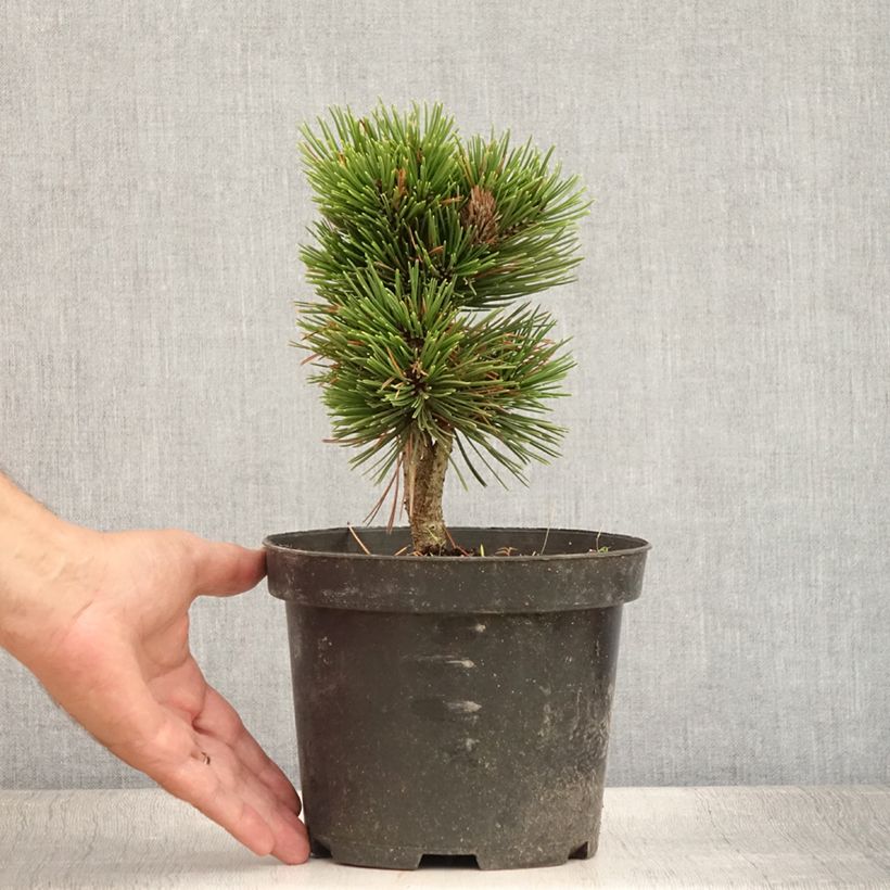Esemplare di Pinus heldreichii Schmidtii Vaso da 3L/4L consegnato in estate