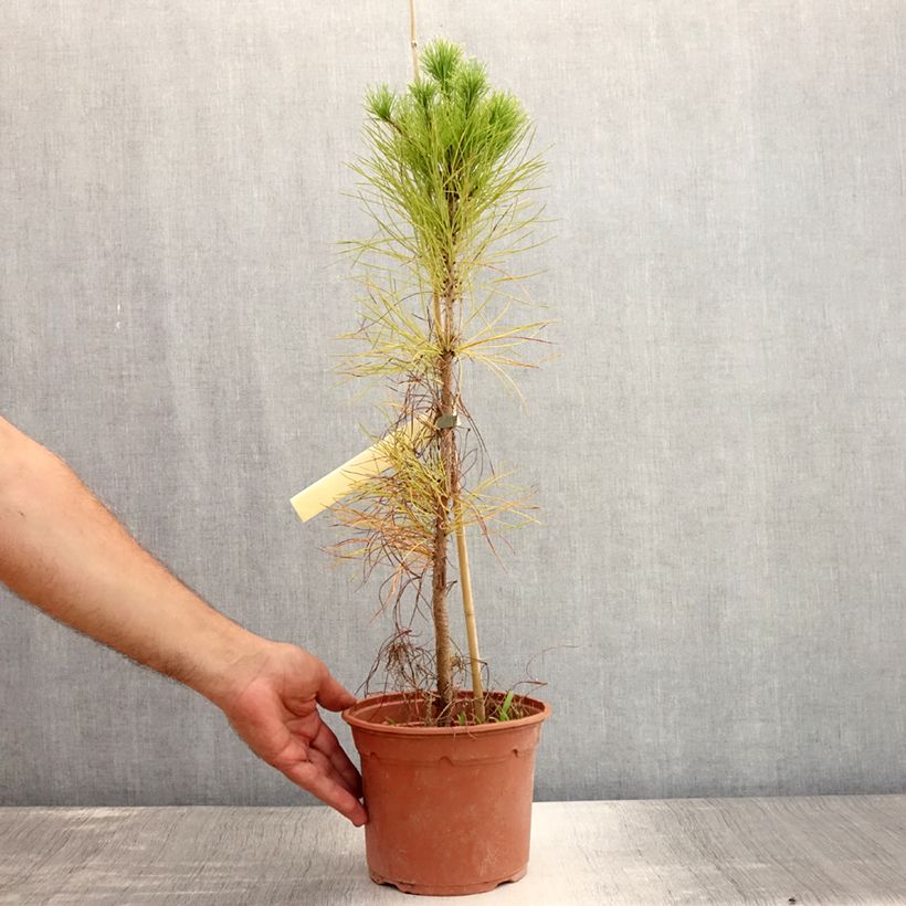 Esemplare di Pinus insignis - Pino di Monterey Vaso da 2L/3L consegnato in estate
