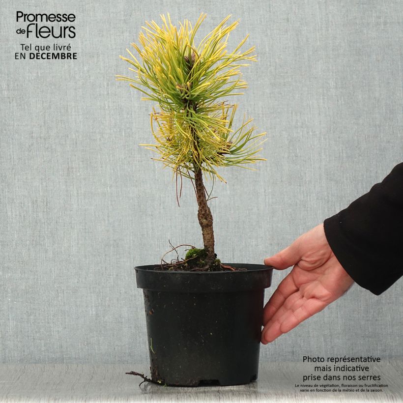 Esemplare di Pinus mugo Golden Glow Vaso da 3L/4L come consegnato in autunno