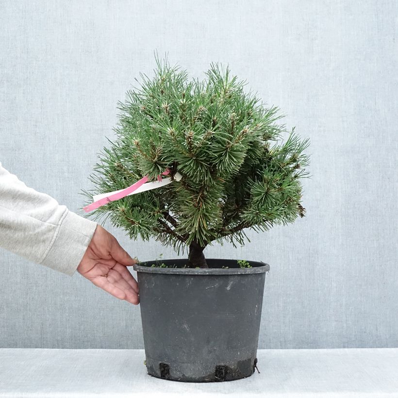 Esemplare di Pinus mugo Humpy Vaso da 7,5L/10L consegnato in estate