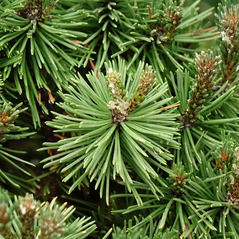 Pinus mugo Humpy (Fogliame)