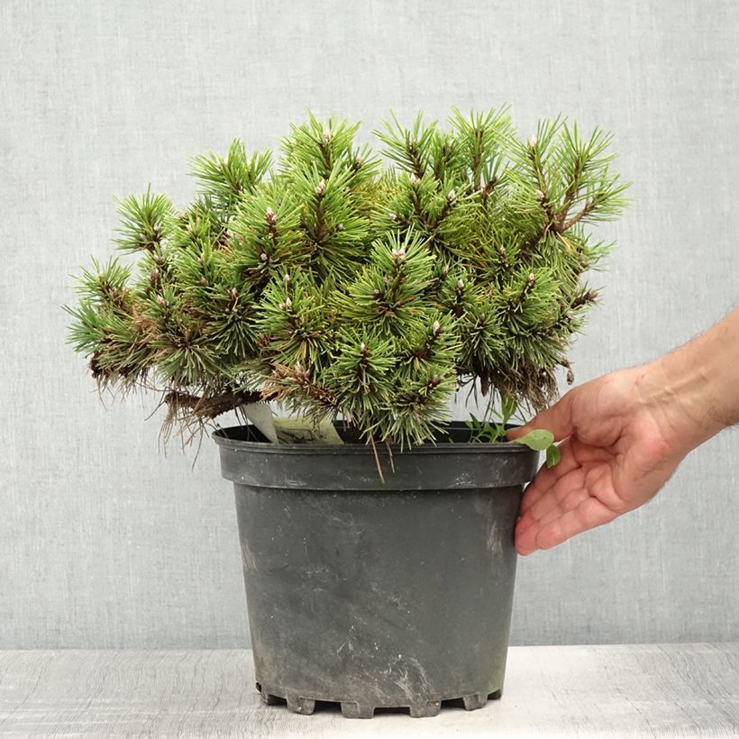 Esemplare di Pinus nigra Agnes Brégeon Vaso da 6L/7L consegnato in estate