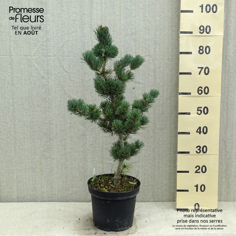 Esemplare di Pinus parviflora Azumi Goye Vaso da 7,5L/10L consegnato in estate