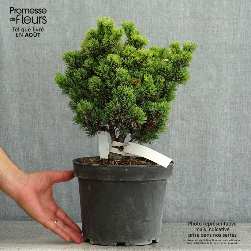 Esemplare di Pinus parviflora Beran Vaso da 4L/5L consegnato in estate
