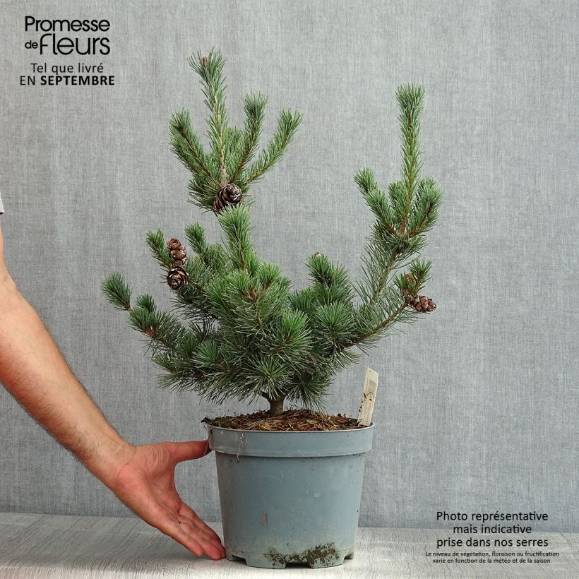 Esemplare di Pinus parviflora Glauca Vaso da 4L/5L consegnato in estate