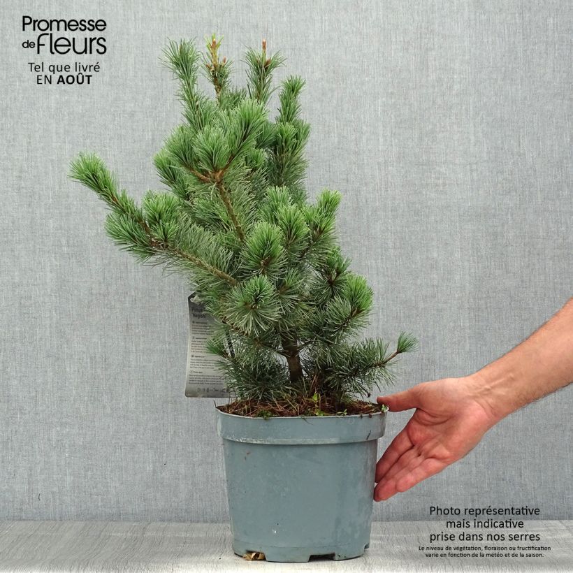 Esemplare di Pinus parviflora Negishi Vaso da 4L/5L consegnato in estate