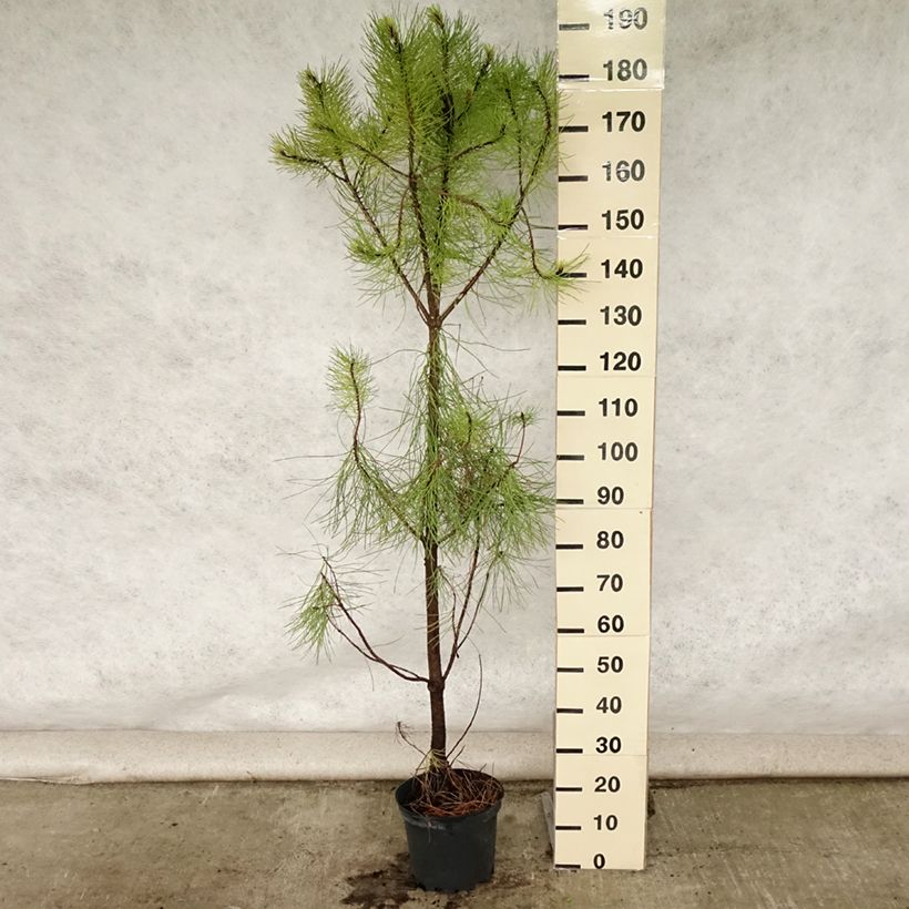 Esemplare di Pinus pinaster - Pino marittimo Vaso da 7,5L/10L consegnato in estate