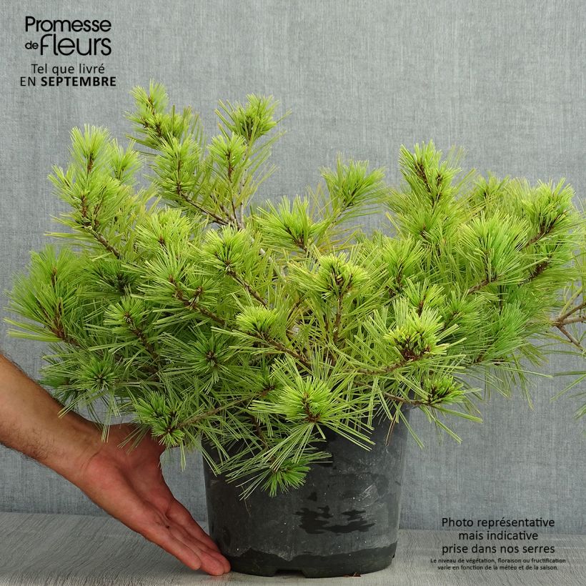 Esemplare di Pinus strobus Minima - Pino strobo Vaso da 7,5L/10L consegnato in estate