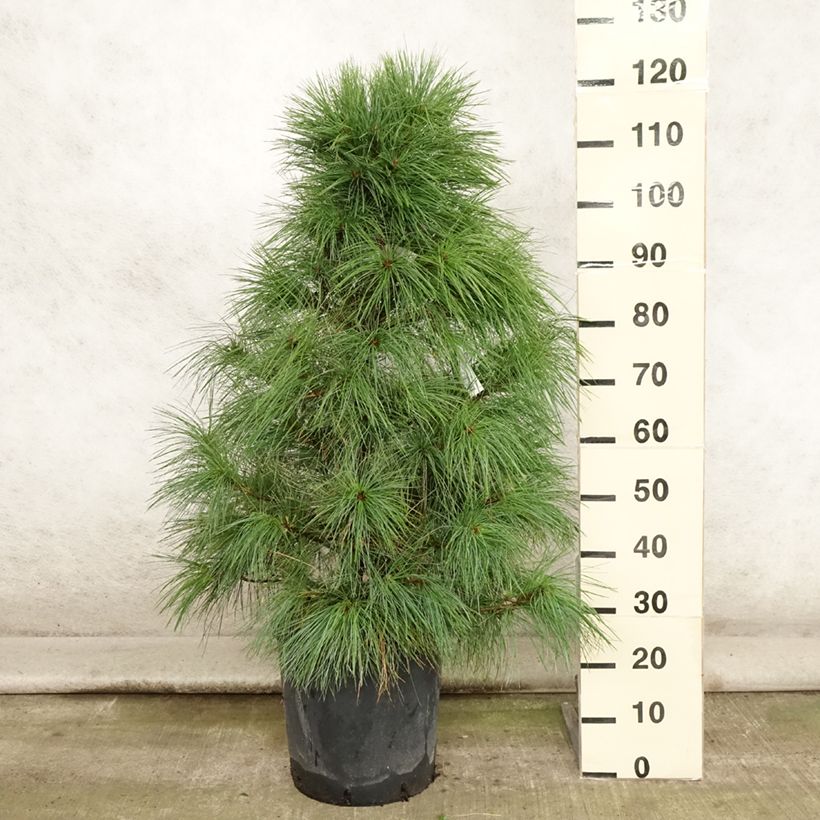 Esemplare di Pinus wallichiana Vaso da 18L/20L consegnato in estate