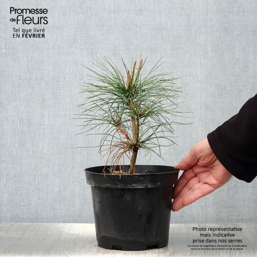 Pinus wallichiana Vaso da 3L/4L esemplare consegnato in inverno