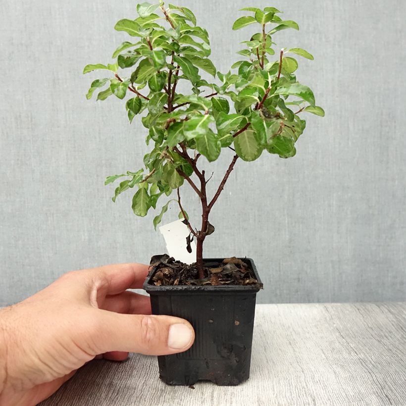 Esemplare di Pittosporum tenuifolium Brin de Soleil Vasetto da 8/9 cm consegnato in estate