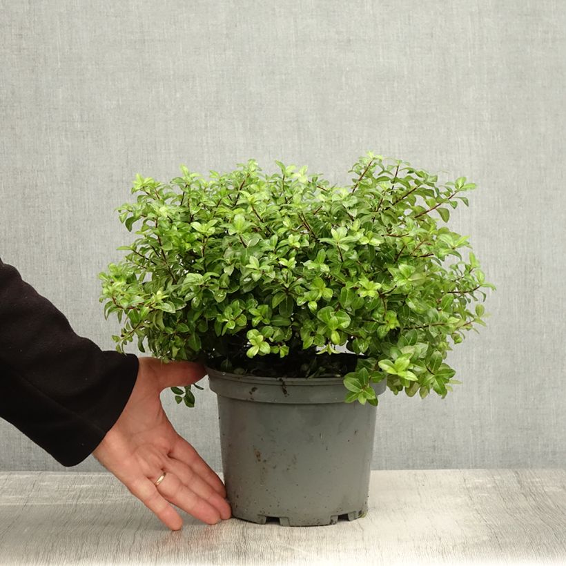 Esemplare di Pittosporum tenuifolium Golden Ball Vaso da 2L/3L come consegnato in autunno