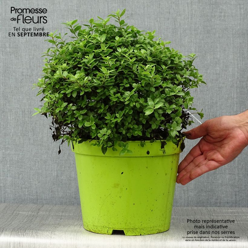 Esemplare di Pittosporum tenuifolium Golf ball Vaso da 7,5L/10L come consegnato in autunno