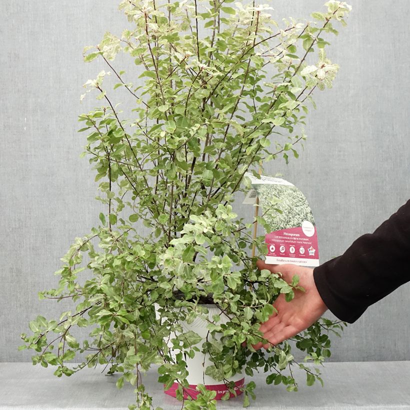 Pittosporum tenuifolium Irene Patterson pot de 4L/5L esemplare consegnato in primavera