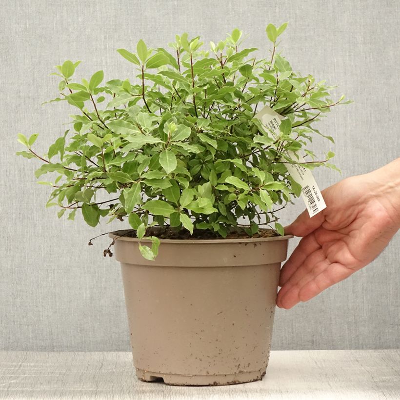 Esemplare di Pittosporum tenuifolium Midget Vaso da 2L/3L consegnato in estate