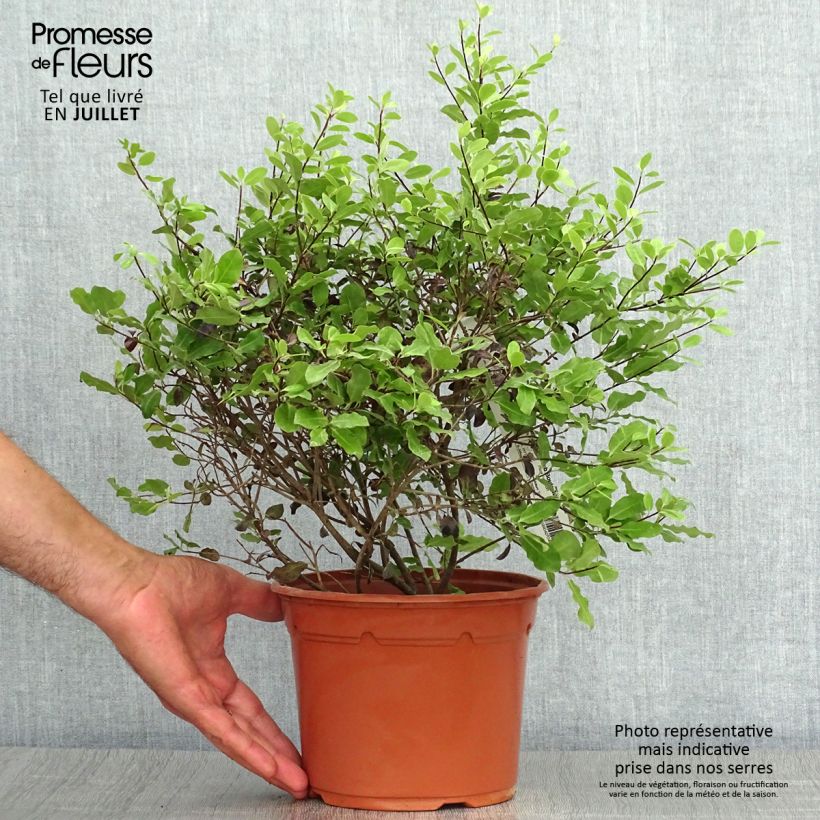 Esemplare di Pittosporum tenuifolium Tom Thumb Vaso da 2L/3L consegnato in estate
