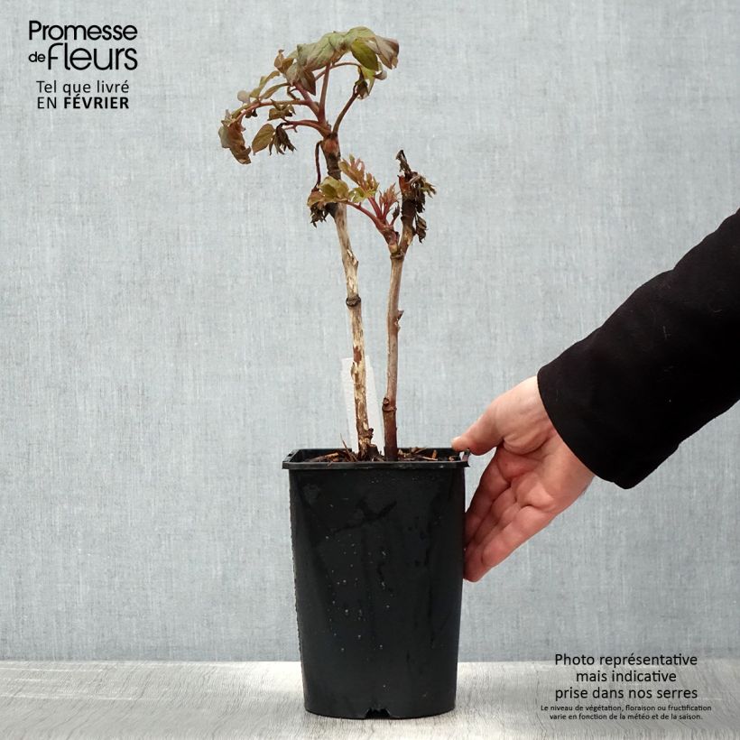 Peonia arborea Juan Ye Hong Vaso da 2L/3L esemplare consegnato in inverno