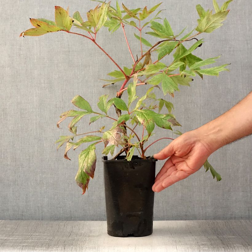 Esemplare di Peonia arborea Jin Ge Vaso da 2L/3L consegnato in estate