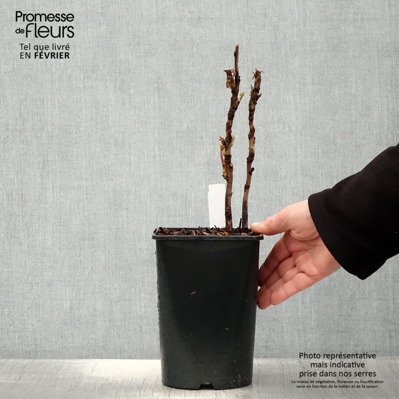 Peonia arborea Lan Bao Shi Vaso da 2L/3L esemplare consegnato in inverno