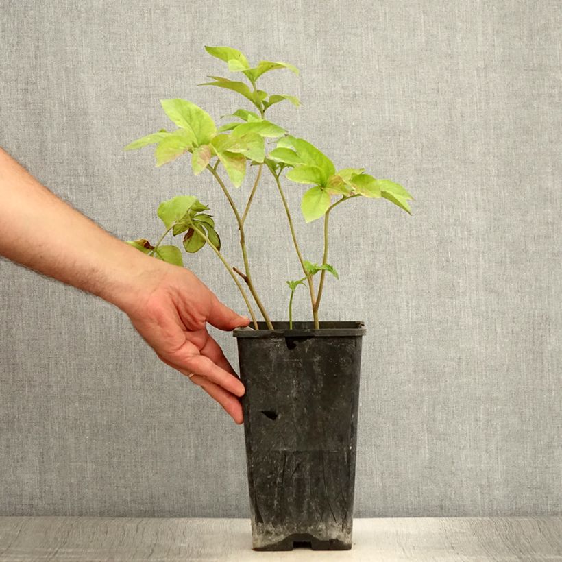 Esemplare di Peonia erbacea Blaze Vaso da 3L/4L consegnato in estate