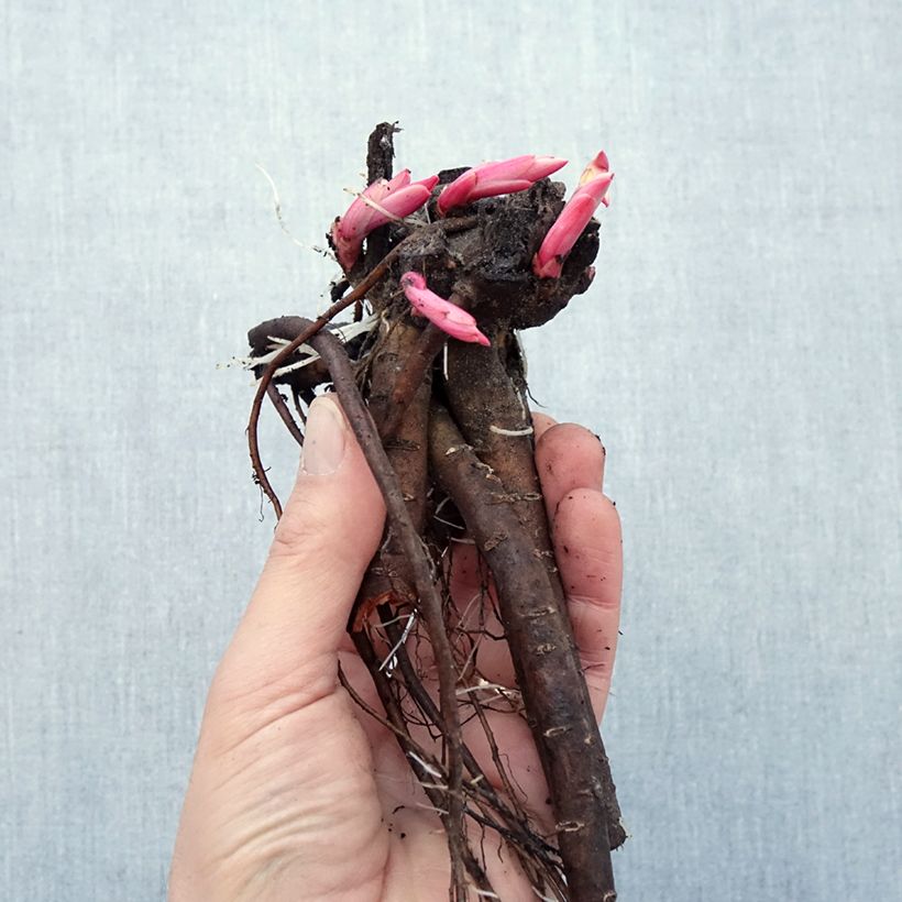 Peonia erbacea Early Scout Piante piccole a radice nuda esemplare consegnato in inverno