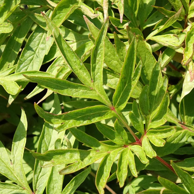 Paeonia emodi Late Windflower - Peonia erbacea (Fogliame)