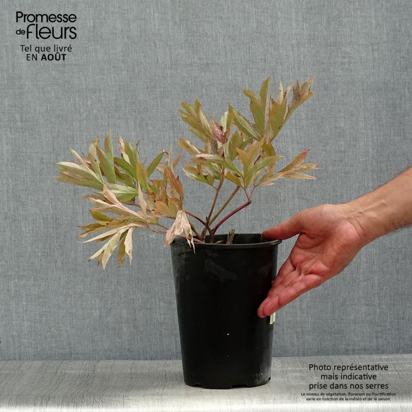 Esemplare di Peonia Itoh Cora Louise Vaso da 3L/4L consegnato in estate
