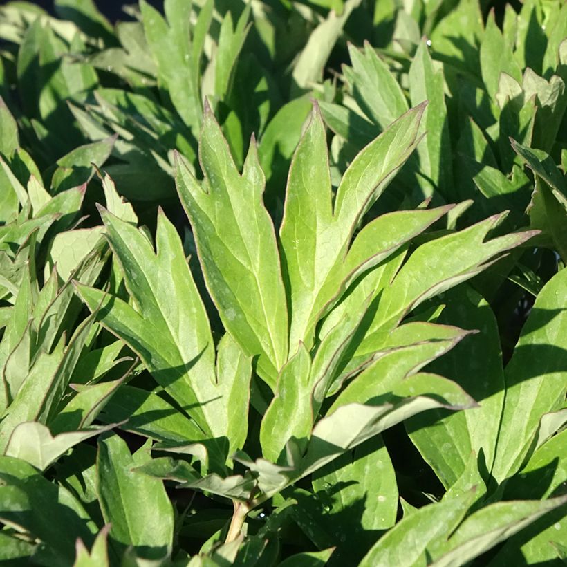 Peonia Itoh Hillary (Fogliame)