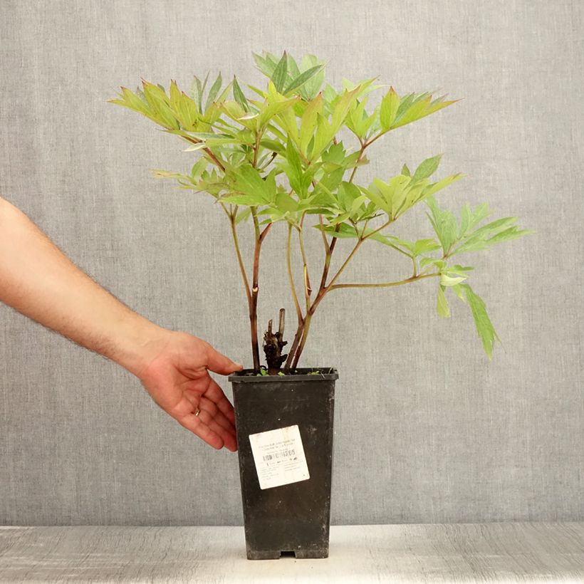 Esemplare di Peonia Itoh Julia Rose Vaso da 2L/3L consegnato in estate